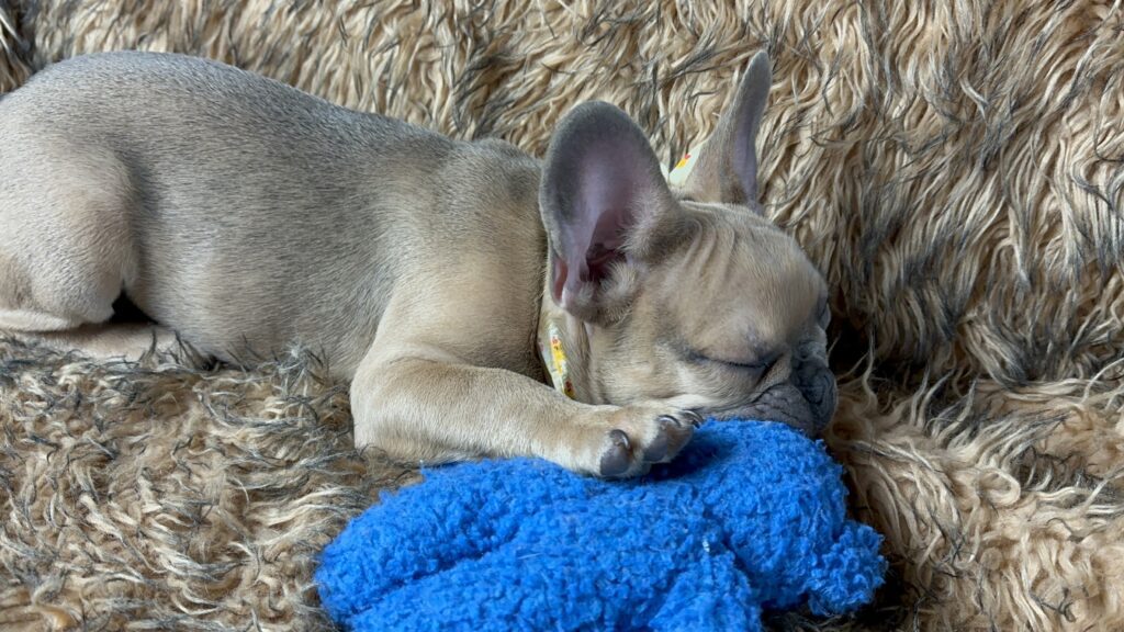 Nash | Blue Sable French Bulldog Male | The Fun Loving One
