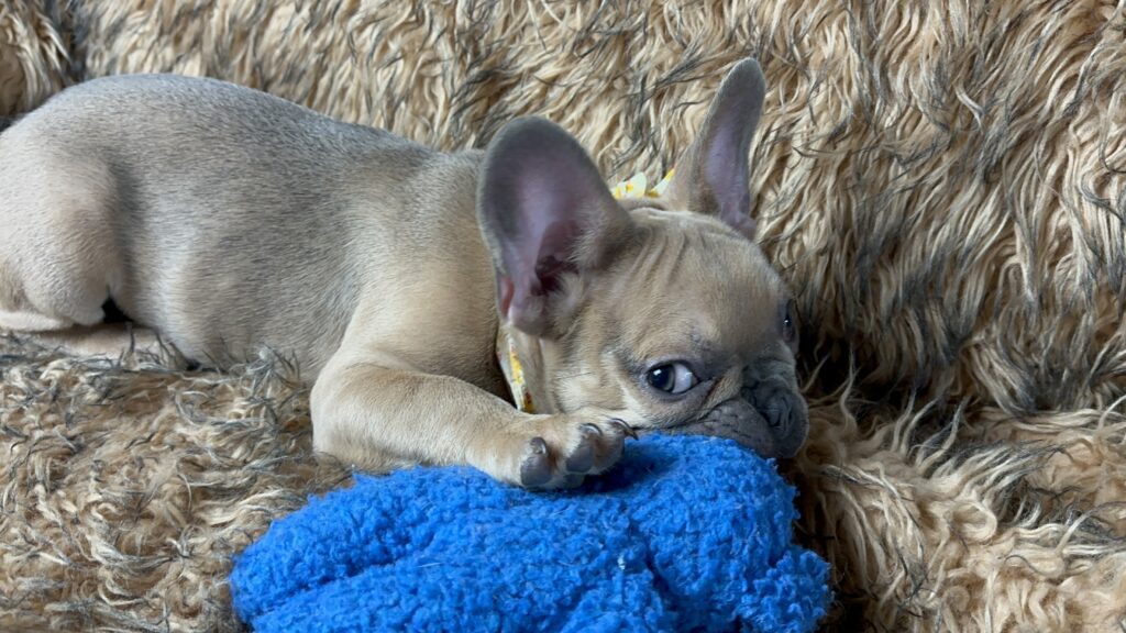 Nash | Blue Sable French Bulldog Male | The Fun Loving One