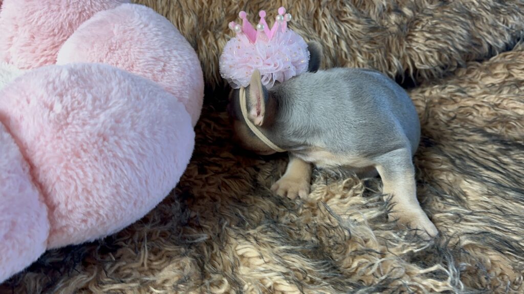 Laurel | Lilac and Tan French Bulldog Female | Born June 7th, 2023