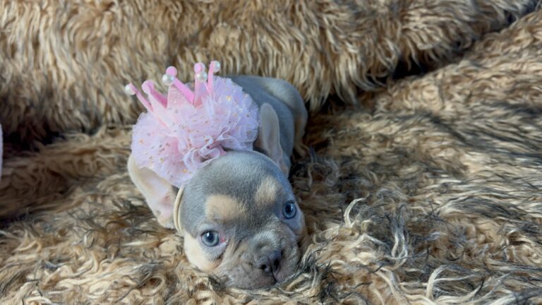 Laurel | Lilac and Tan French Bulldog Female | Born June 7th, 2023