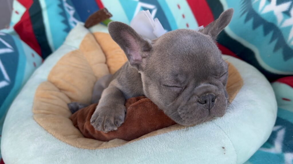 Roxie | Blue Sable French Bulldog Female | Available Now