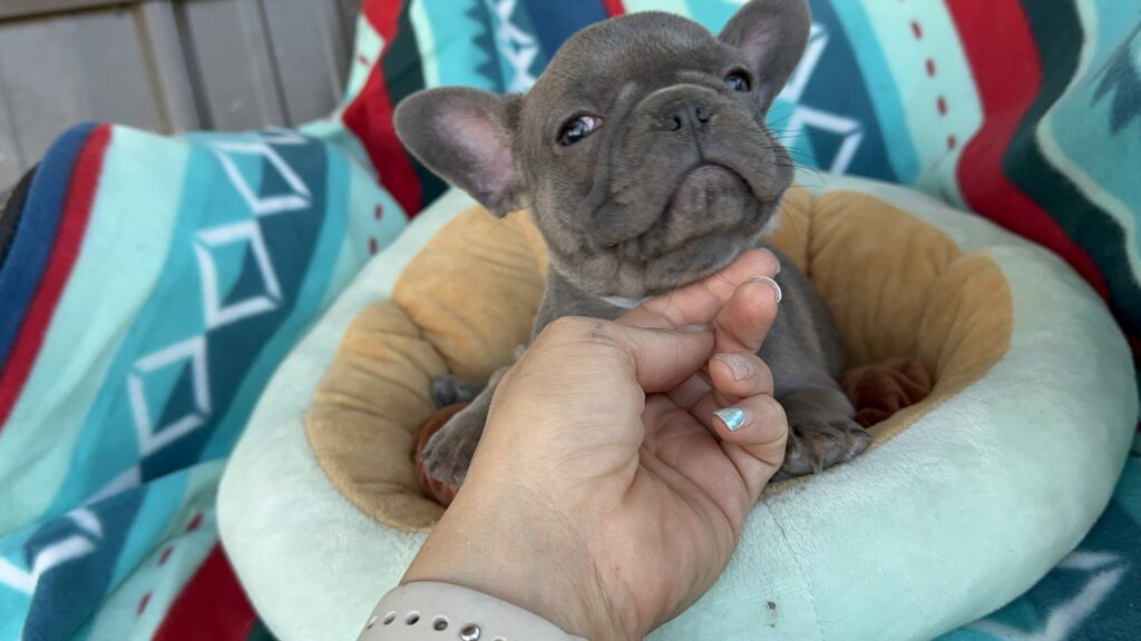 Roxie | Blue Sable French Bulldog Female | Available Now
