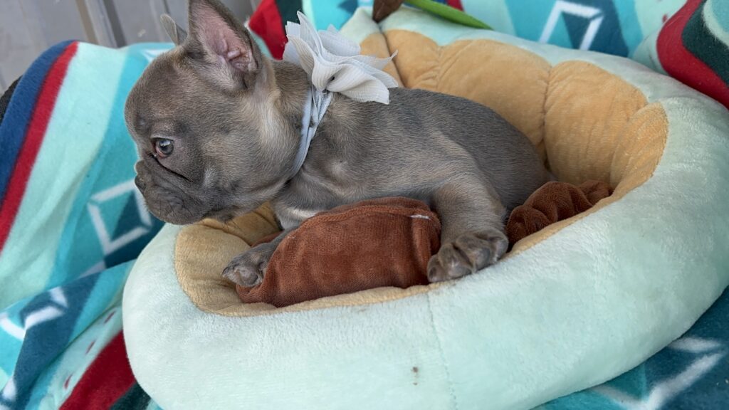 Roxie | Blue Sable French Bulldog Female | Available Now