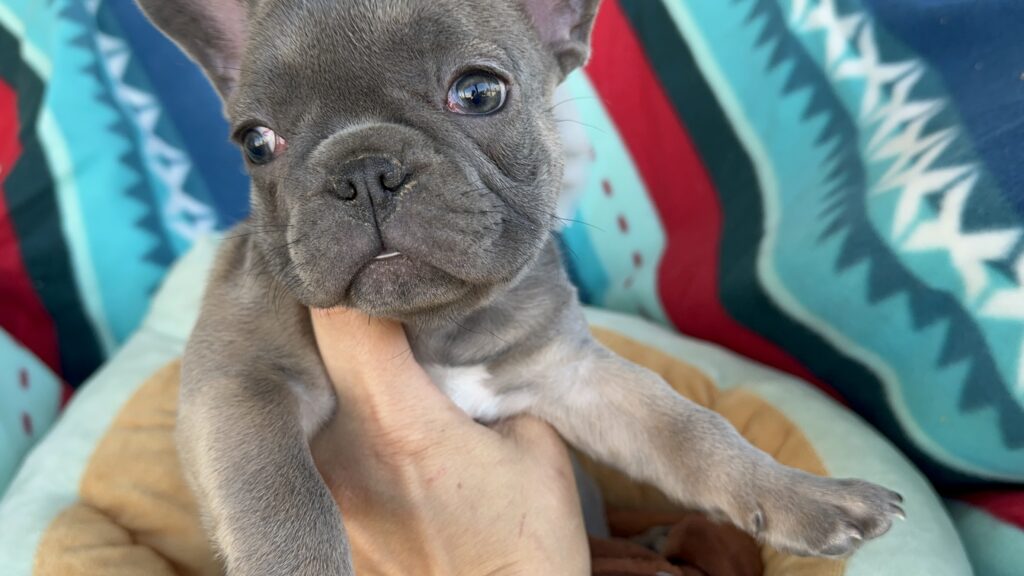 Roxie | Blue Sable French Bulldog Female | Available Now