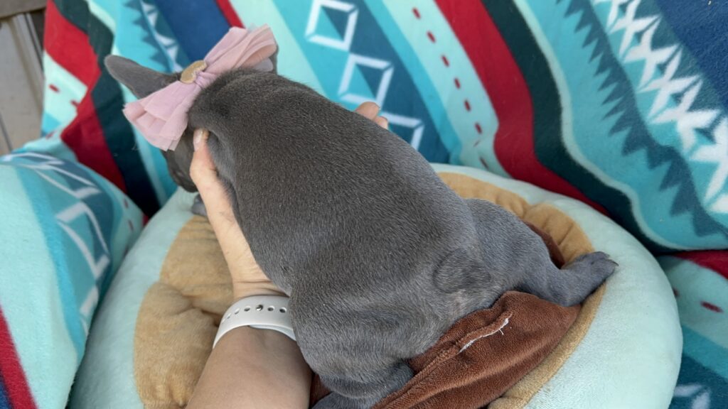 Rosie | Blue French Bulldog Female | Available Now