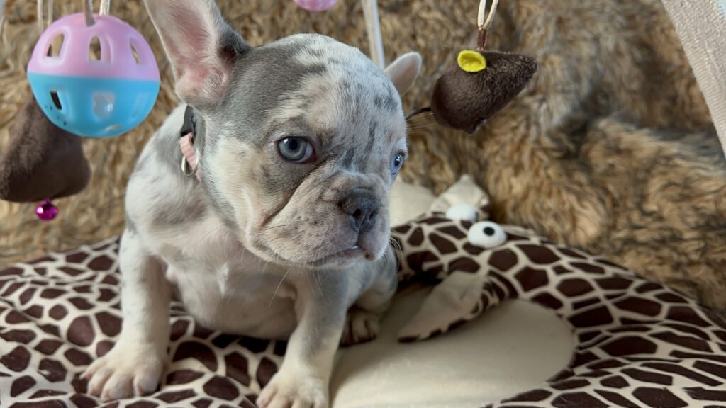 Luna | Lilac Merle and Tan French Bulldog Female | Born June 7th, 2023