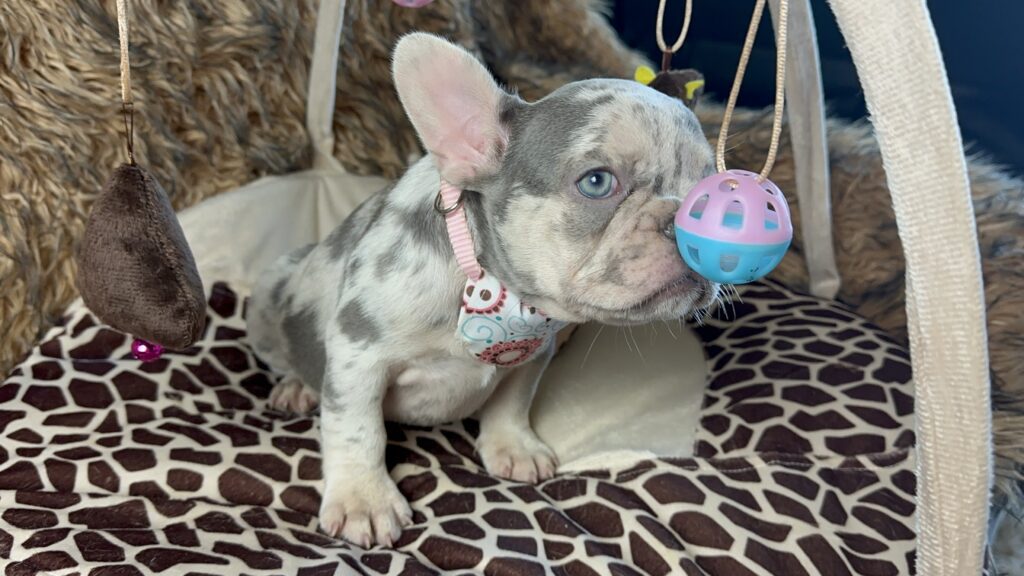 Luna | Lilac Merle and Tan French Bulldog Female | Born June 7th, 2023