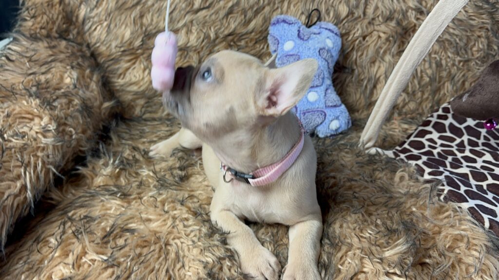 Lulu | Lilac Fawn French Bulldog Female | Born June 7th, 2023
