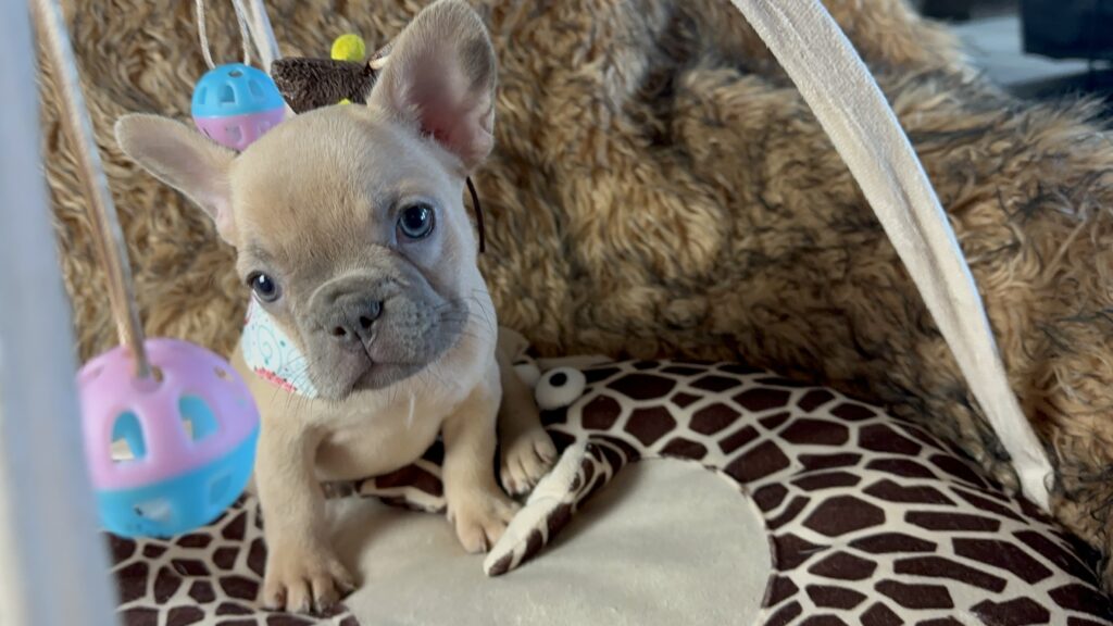 Lulu | Lilac Fawn French Bulldog Female | Born June 7th, 2023