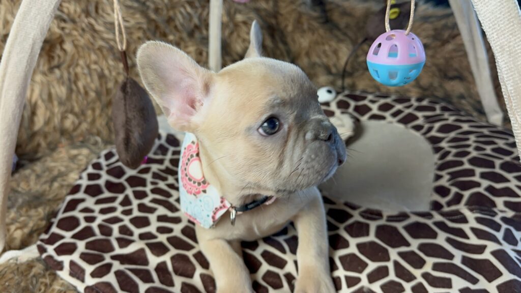 Lulu | Lilac Fawn French Bulldog Female | Born June 7th, 2023