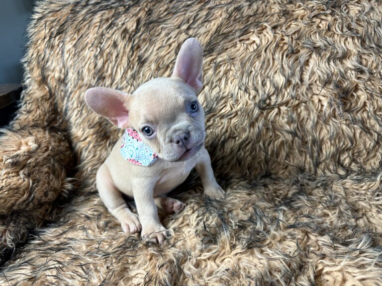 Lady | Lilac Fawn French Bulldog Female | Born June 7th, 2023