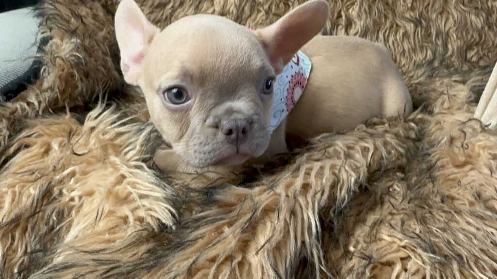 Lady | Lilac Fawn French Bulldog Female | Born June 7th, 2023