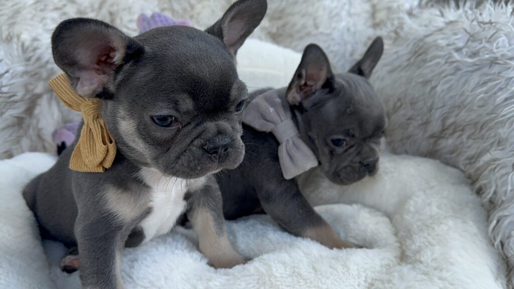 Venus | Blue & Tan French Bulldog Male | Born July 11th, 2023
