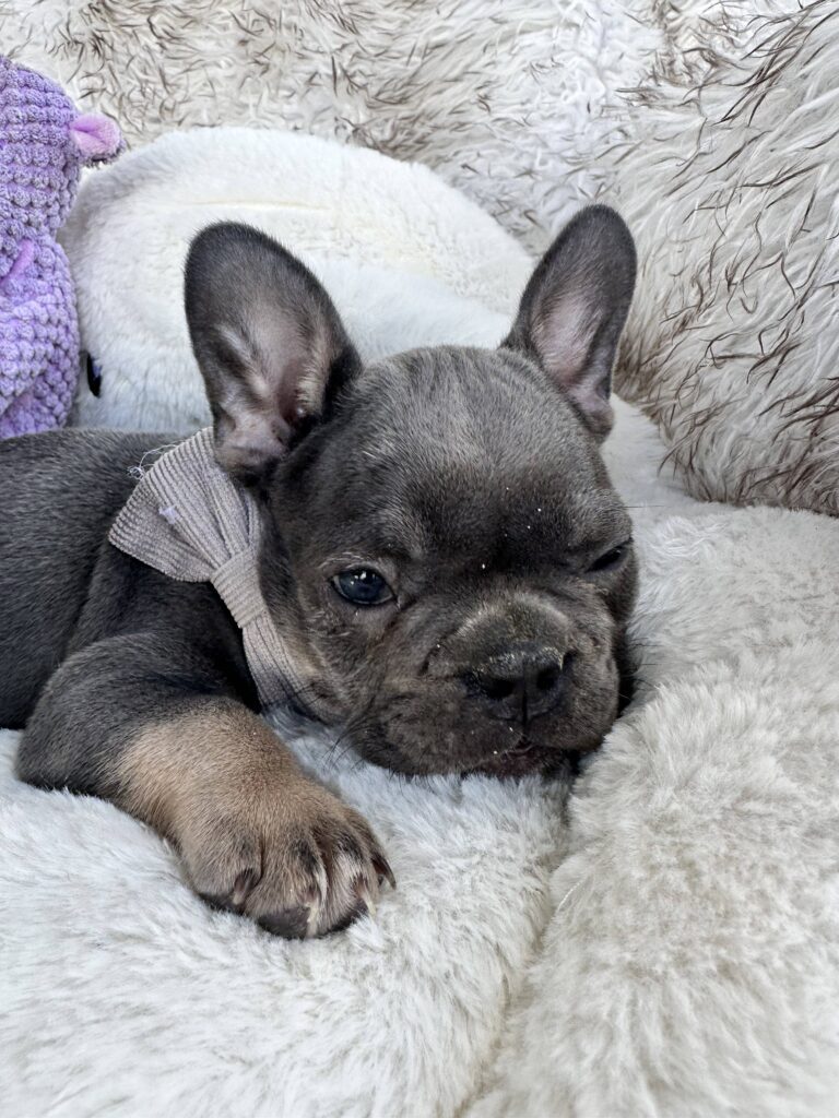 Venus | Blue & Tan French Bulldog Male | Born July 11th, 2023