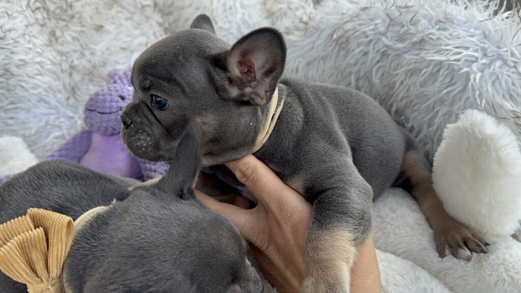 Venus | Blue & Tan French Bulldog Male | Born July 11th, 2023