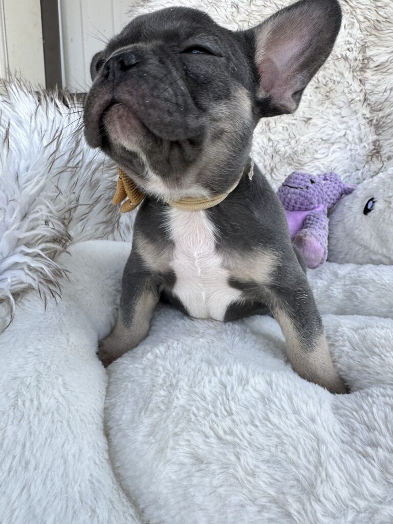 Vinny | Blue & Tan French Bulldog Male | Born July 11th, 2023