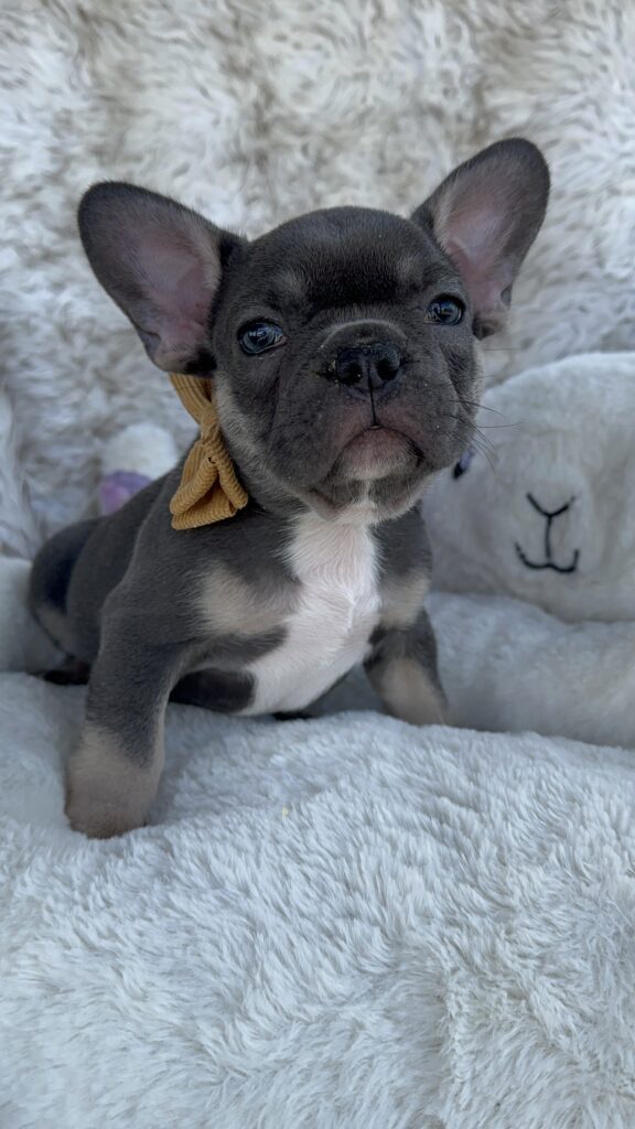 Vinny | Blue & Tan French Bulldog Male | Born July 11th, 2023