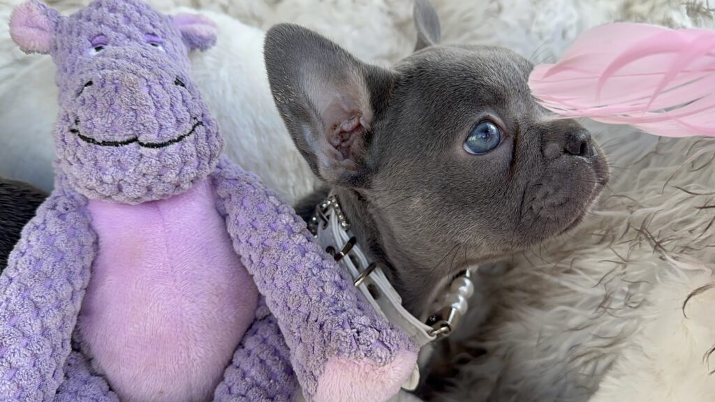 Violet | Lilac & Tan French Bulldog Female | Born July 11th, 2023