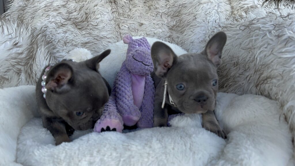 Violet | Lilac & Tan French Bulldog Female | Born July 11th, 2023