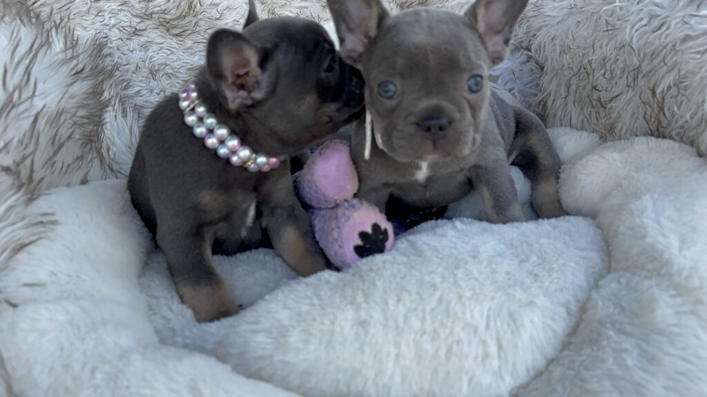 Violet | Lilac & Tan French Bulldog Female | Born July 11th, 2023