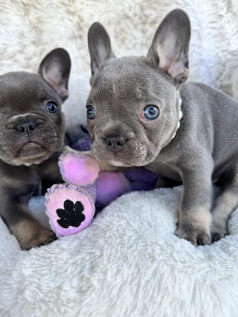 Violet | Lilac & Tan French Bulldog Female | Born July 11th, 2023