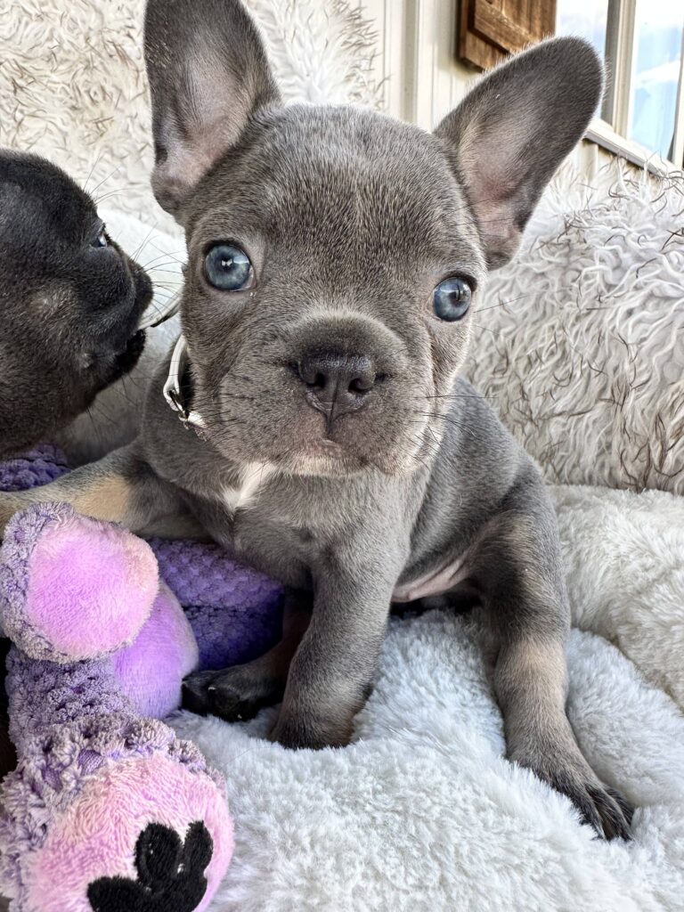 Violet | Lilac & Tan French Bulldog Female | Born July 11th, 2023