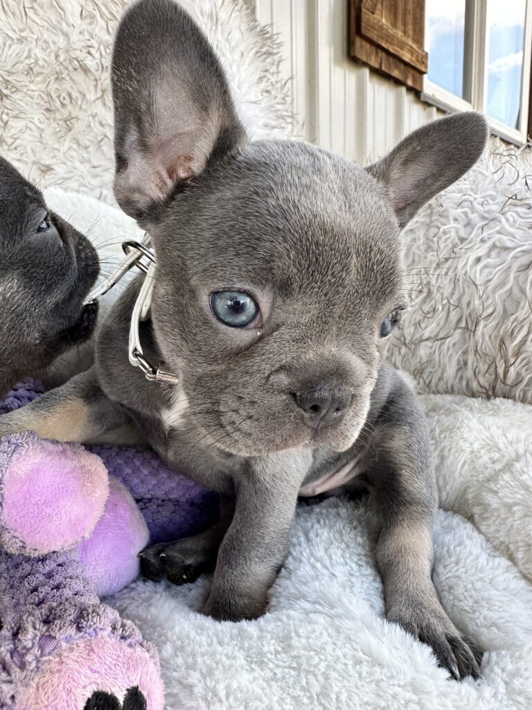 Violet | Lilac & Tan French Bulldog Female | Born July 11th, 2023