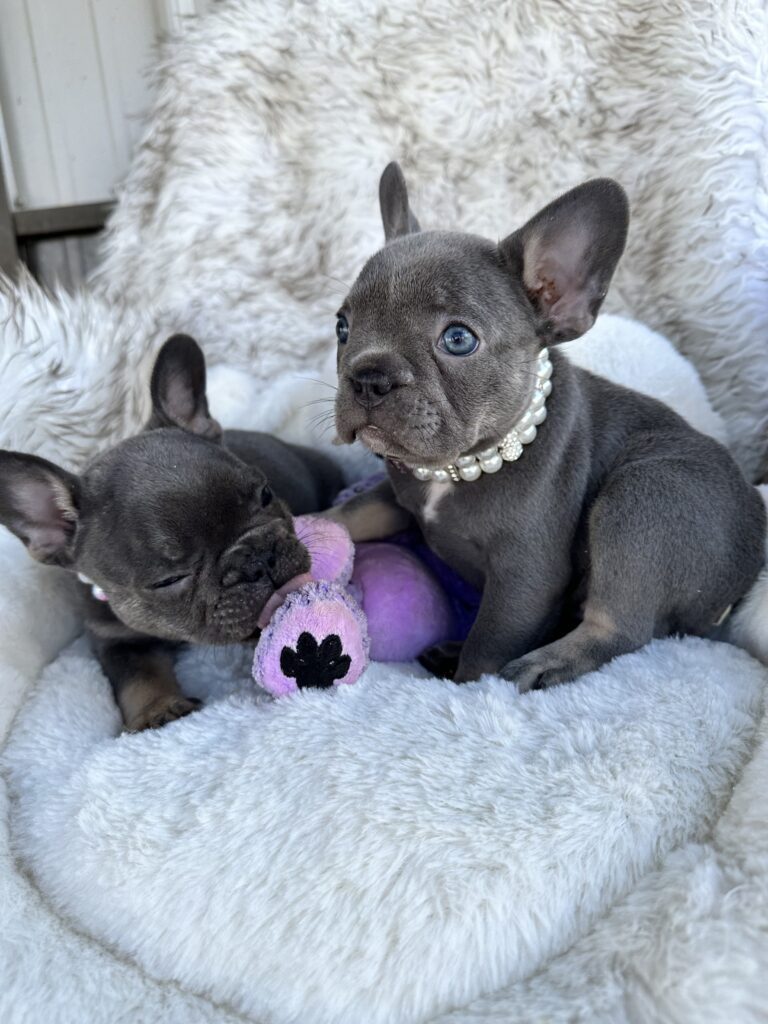 Violet | Lilac & Tan French Bulldog Female | Born July 11th, 2023
