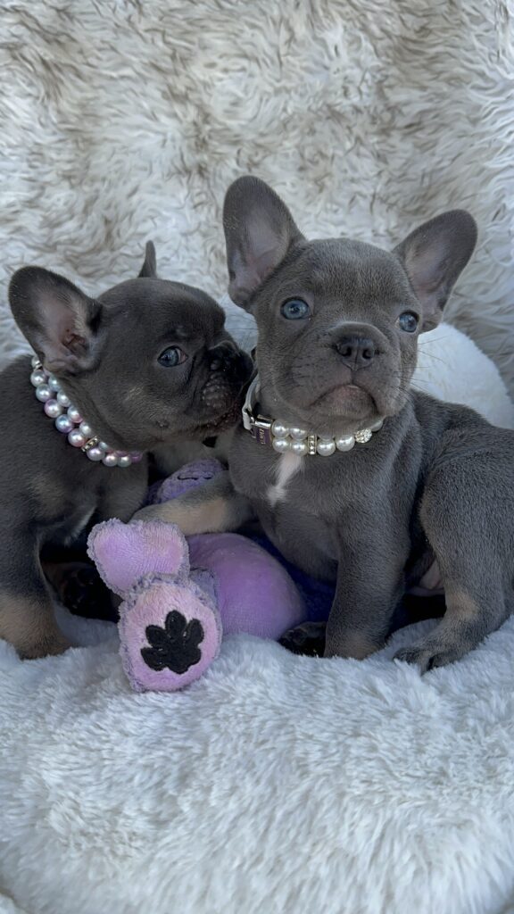 Violet | Lilac & Tan French Bulldog Female | Born July 11th, 2023