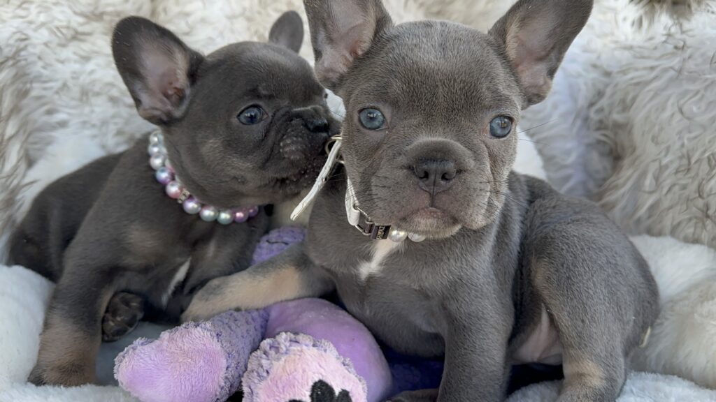 Violet | Lilac & Tan French Bulldog Female | Born July 11th, 2023