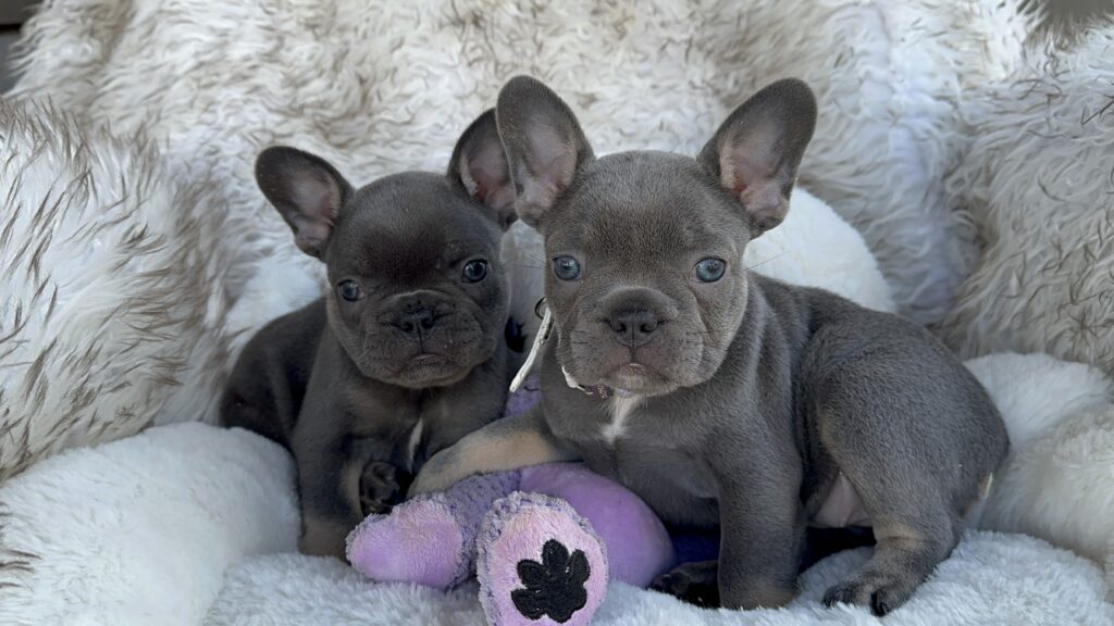 Violet | Lilac & Tan French Bulldog Female | Born July 11th, 2023