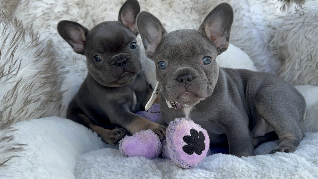 Violet | Lilac & Tan French Bulldog Female | Born July 11th, 2023
