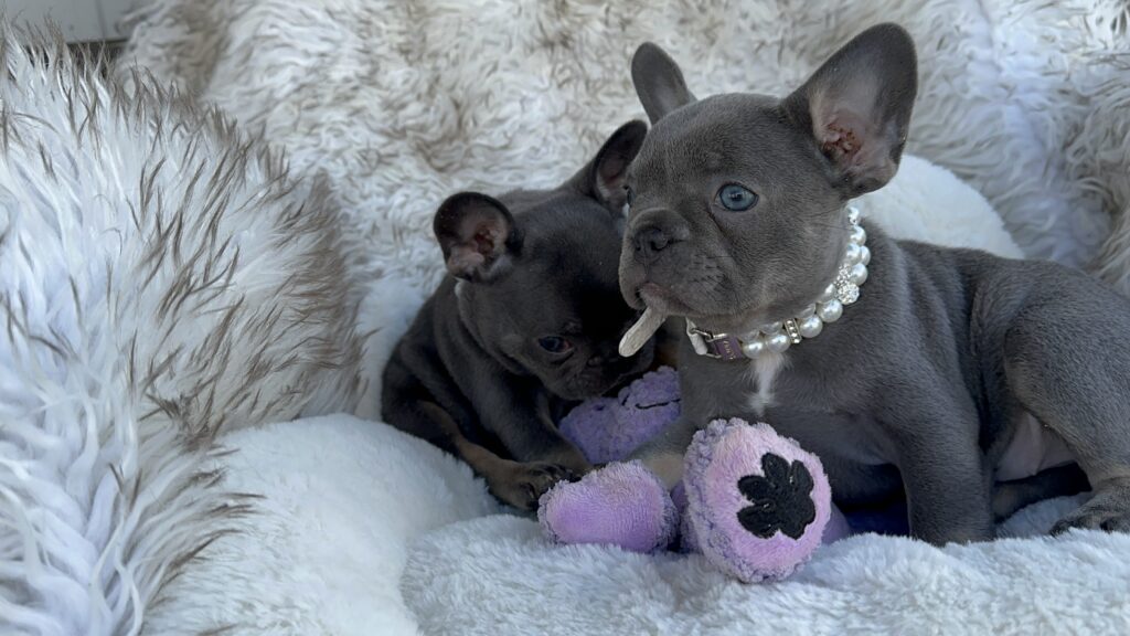 Violet | Lilac & Tan French Bulldog Female | Born July 11th, 2023