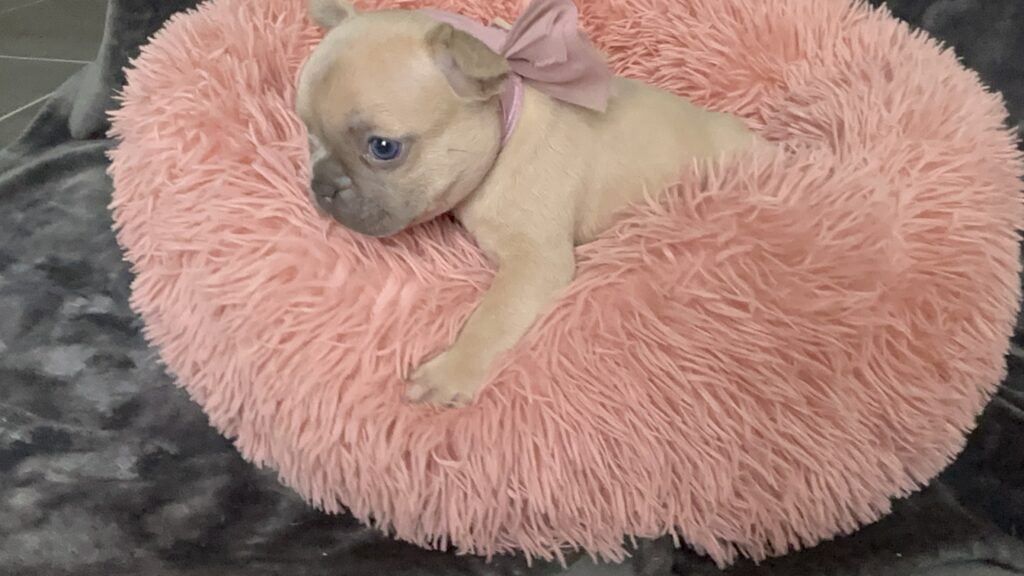 Lulu | Lilac Fawn French Bulldog Female | Born June 7th, 2023