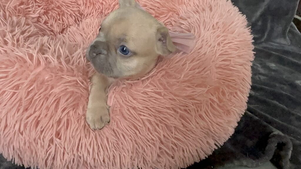 Lulu | Lilac Fawn French Bulldog Female | Born June 7th, 2023