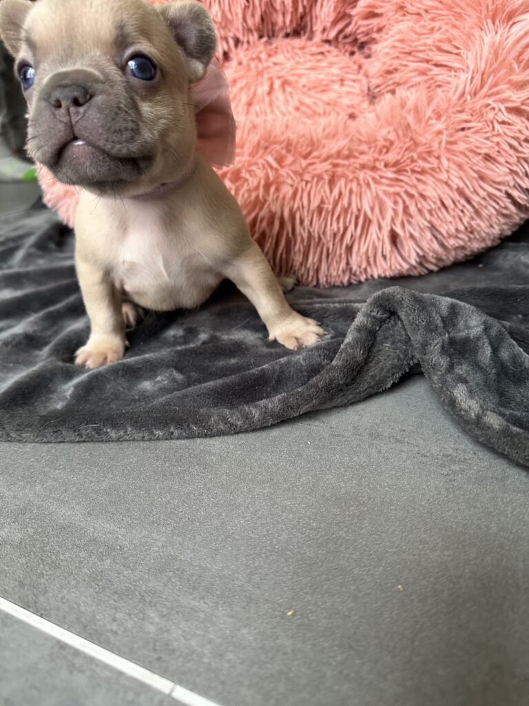 Lulu | Lilac Fawn French Bulldog Female | Born June 7th, 2023