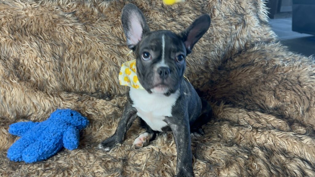 Ollie | Brindle French Bulldog Male