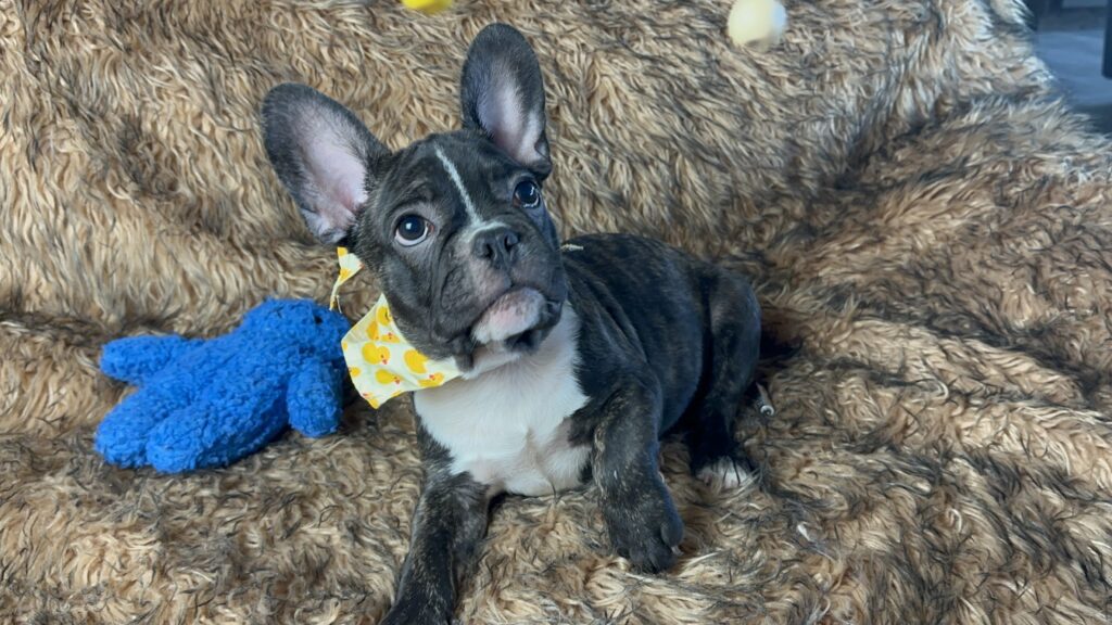 Ollie | Brindle French Bulldog Male