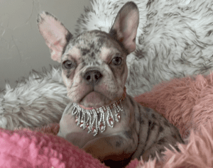Frenchie Friday Mar 10, 2023