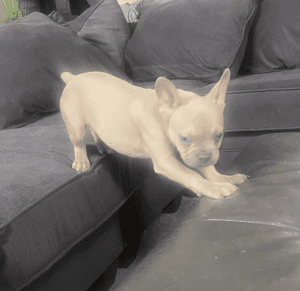 Frenchie Friday Feb 24, 2023