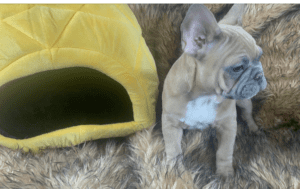 Frenchie Friday Feb 24, 2023