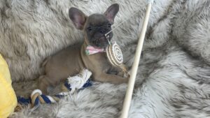 Frenchie Friday Feb 24, 2023