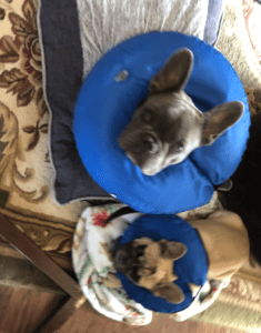 Frenchie Friday