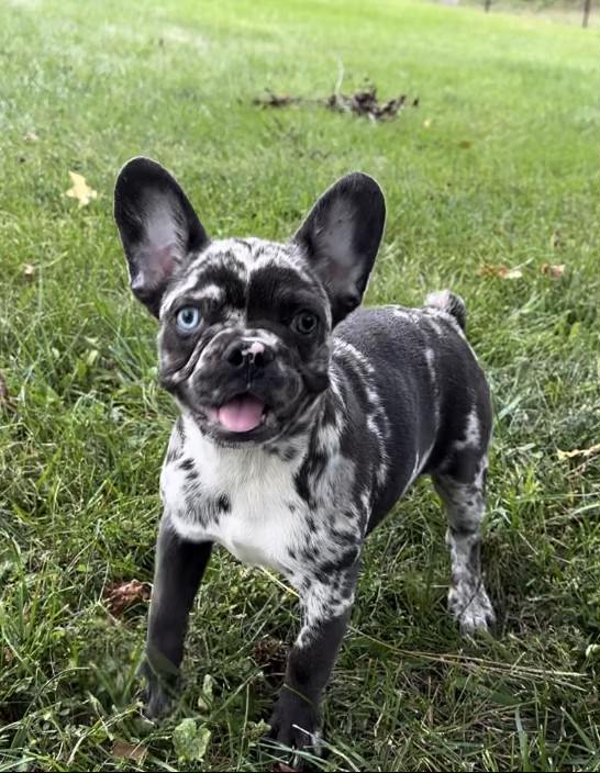 Disco | Black Merle French Bulldog Female | Born May 3rd, 2023