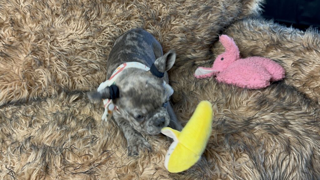 Bianca | Blue Fawn Merle French Bulldog Female | Born June 22nd, 2023