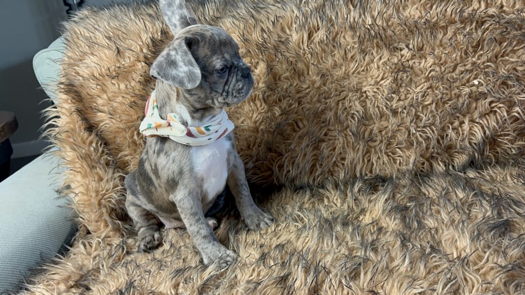 Bianca | Blue Fawn Merle French Bulldog Female | Born June 22nd, 2023