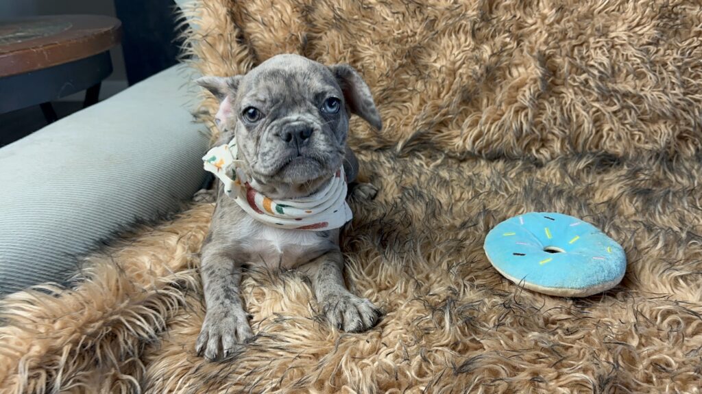 Bianca | Blue Fawn Merle French Bulldog Female | Born June 22nd, 2023