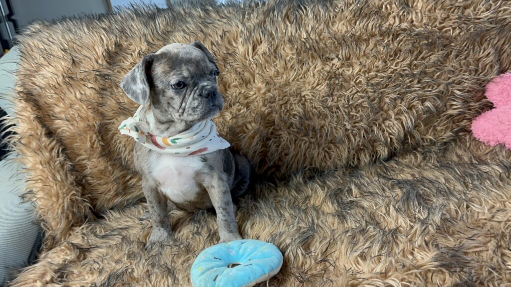 Bianca | Blue Fawn Merle French Bulldog Female | Born June 22nd, 2023