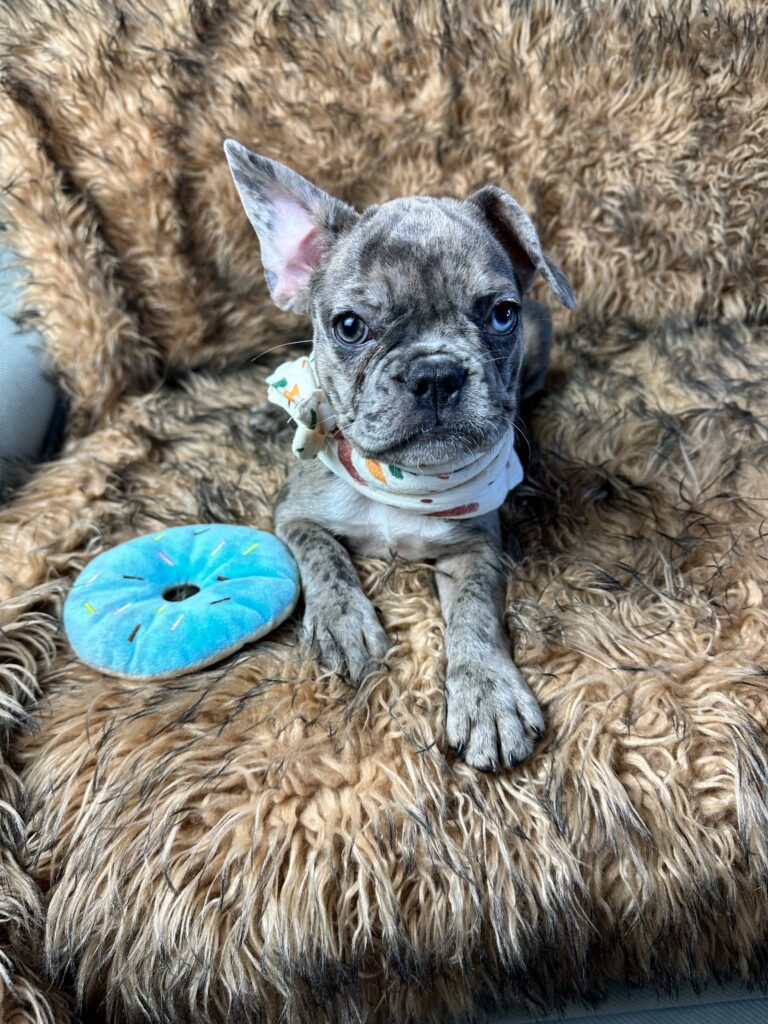 Bianca | Blue Fawn Merle French Bulldog Female | Born June 22nd, 2023