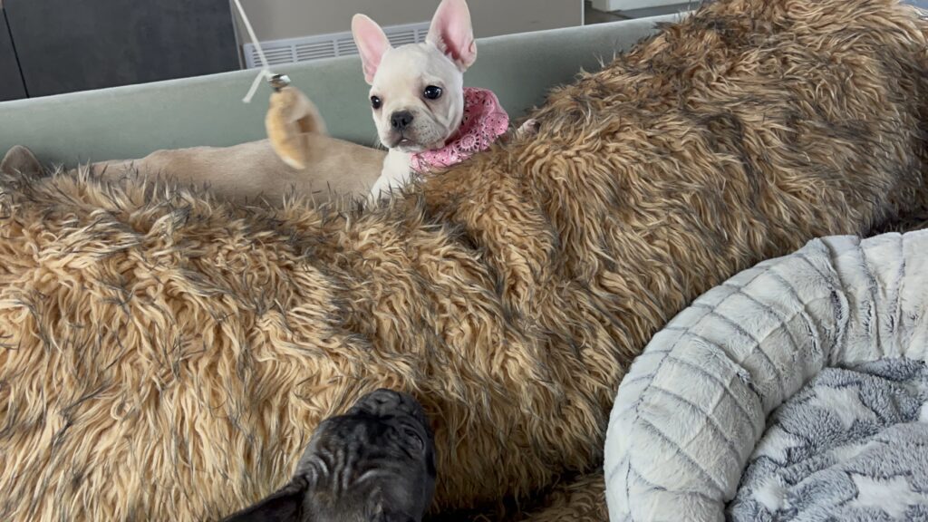 Yahtzee | Cream French Bulldog Female | Born June 25th, 2023